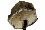 Fossil Mosasaur Vertebra w/ Metal Stand - Texas #316051-4